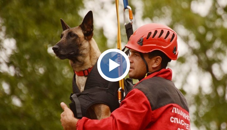 В момента за акции кучетата пътуват в неподходящи джипове