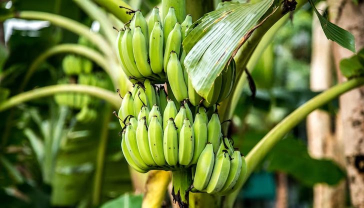 Гъбата, която постепенно изсушава растенията и се разпространява чрез заразена почва, засяга около 150 хектара и около 1000 малки производители досега