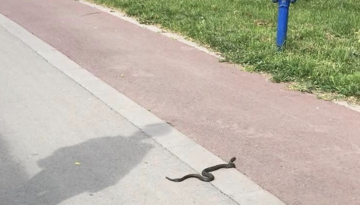 Напоследък сигналите за змии по улиците зачестиха