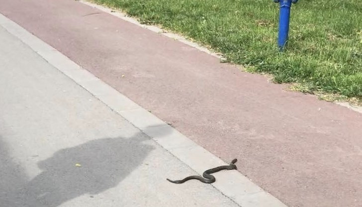 Напоследък сигналите за змии по улиците зачестиха