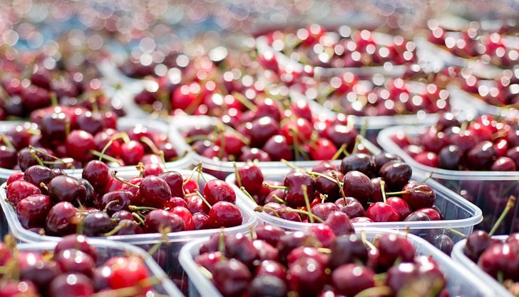 Няма да има значително покачване на цените на българските череши, заяви производител