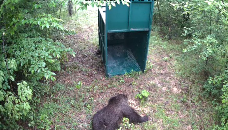 Животното първо души около приготвения капан, след което влиза вътре