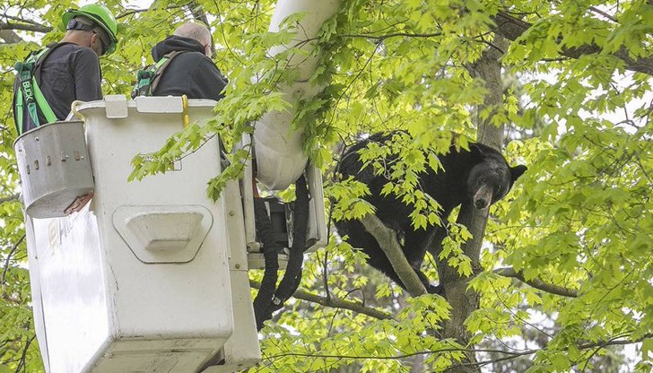Полицаи и ветеринари прибегнали до упойващите стрели