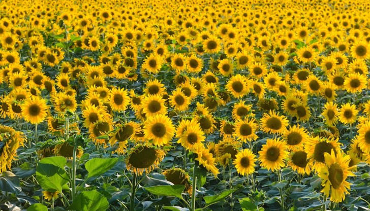 Забраната за внос на земеделски стойки от Украйна означава, че ще загубим позициите си и като държава производител, и като сектор от икономиката