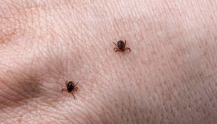 Бум на ухапани от кърлежи има, особено след няколкото празнични дни, каза проф. Кантарджиев