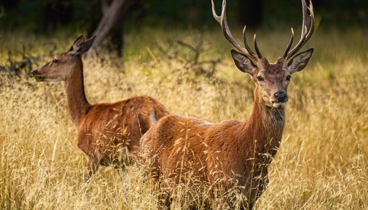 На място е извършен оглед със съдействието на служители на РДГ-Берковица и ветеринарен лекар На място е извършен оглед със съдействието на служители на РДГ-Берковица и ветеринарен лекар