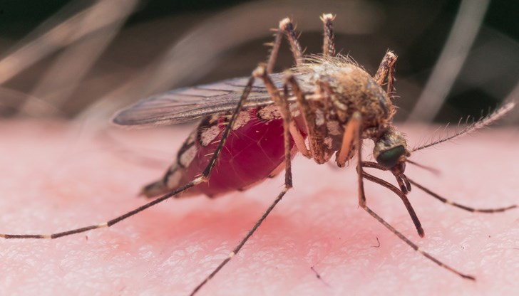 Според проучване, човек измит с определени видове сапуни, става по-привлекателен за кръвопийците