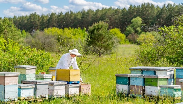 20 май е Световният ден на пчелите
