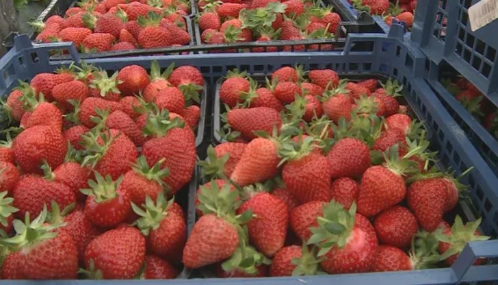 След хладната пролет с ниски температури и слани, тази година се очаква и реколтата от ягоди да е по-слаба в сравнение с миналата година След хладната пролет с ниски температури и слани, тази година се очаква и реколтата от ягоди да е по-слаба в сравнение с миналата година