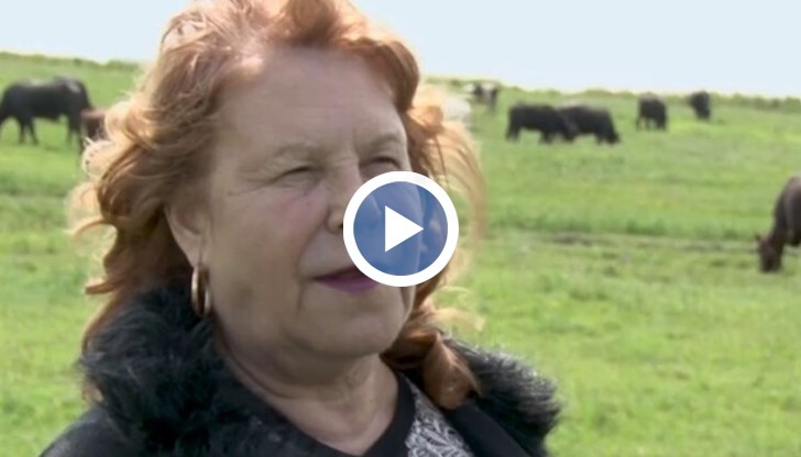 Най-голямата ферма за биволи в страната ни се управлява от жена в старозагорското село Димитриево