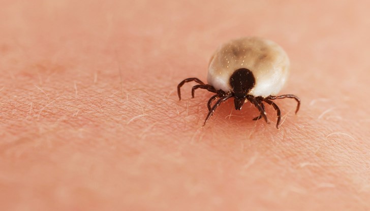 Кърлежите се появяват, когато дневните температури минават среднодневните 5 градуса