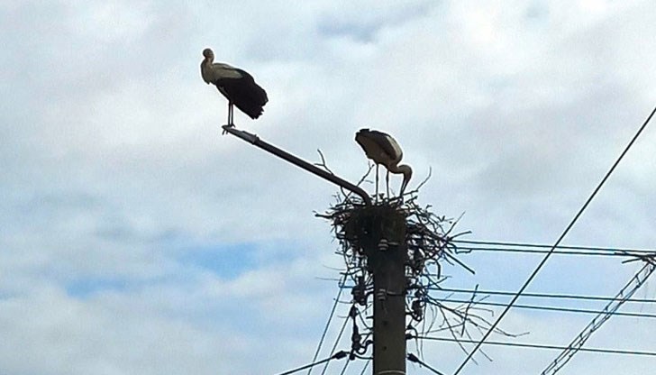 Монтирани са платформи за щъркелови гнезда, тъй като птиците са били в опасност