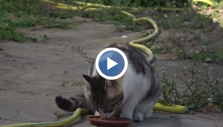 8 котки са били умъртвени с антифриз в русенския квартал "Родина 4"