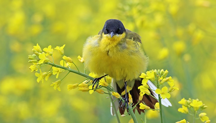 Изложбата „Птиците на България през очите на един поляк“ гостува в Регионален исторически музей – Русе