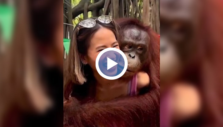 Орангутан раздава целувки в зоопарк в Тайланд