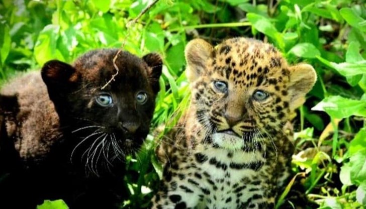 През септември обаче, те ще трябва да се върнат в Словакия През септември обаче, те ще трябва да се върнат в Словакия