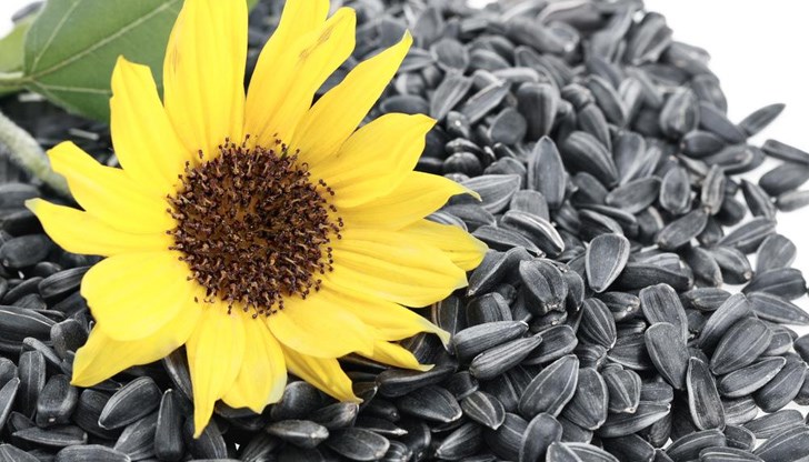 Слънчогледови семки са богати на витамини С и Е, които са естествени антиоксиданти