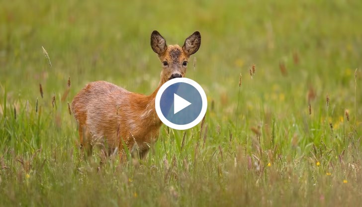 При докосване на малкото има голяма вероятност то да не бъде прието отново от майката