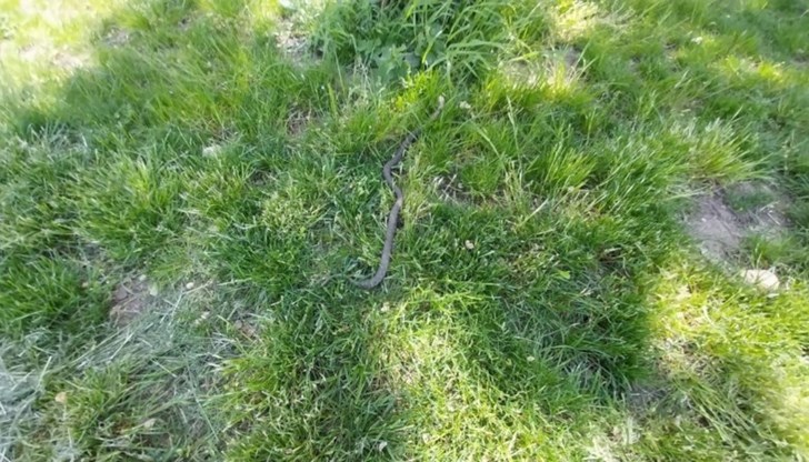 Влечугото е изпълзяло в тревните площи край булевард "Придунавски"