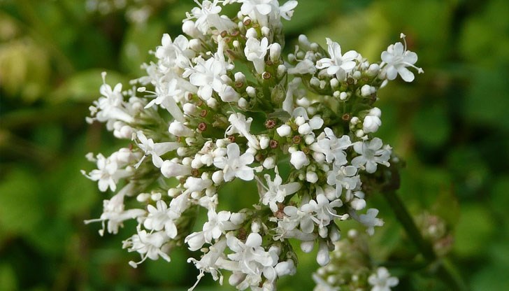 Антиаритмичните лекарства могат да имат неблагоприятни странични ефекти, което е причината в повечето случаи пациентите и лекарите да търсят алтернативни възможности Антиаритмичните лекарства могат да имат неблагоприятни странични ефекти, което е причината в повечето случаи пациентите и лекарите да търсят алтернативни възможности