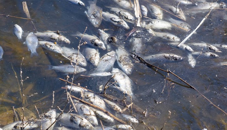 Според заместник-кмета на Стралджа, причината е промишлено замърсяване /снимката е илюстративна/