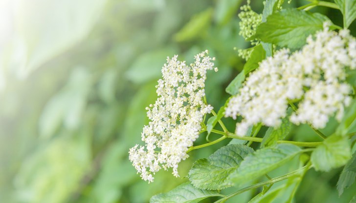 Разклонен храст или малко дърво – белият бъз е навлязъл широко в народната медицина