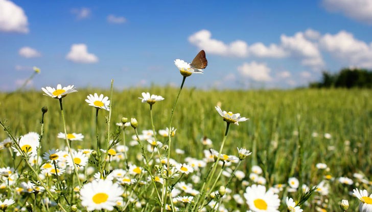 Ще духа слаб вятър Ще духа слаб вятър