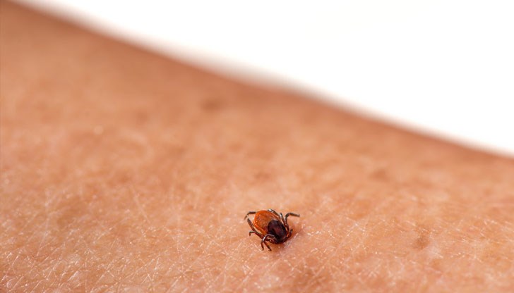 Паразитите също така са преносители на кърлежов енцефалит, борелиоза, западнонилска треска, хеморагична треска с бъбречен синдром и туларемия