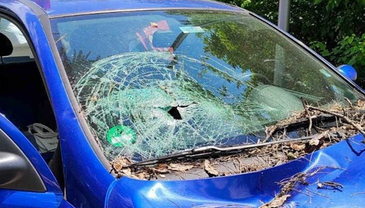 Изсъхналият бор е потрошил предното стъкло и капака на колата