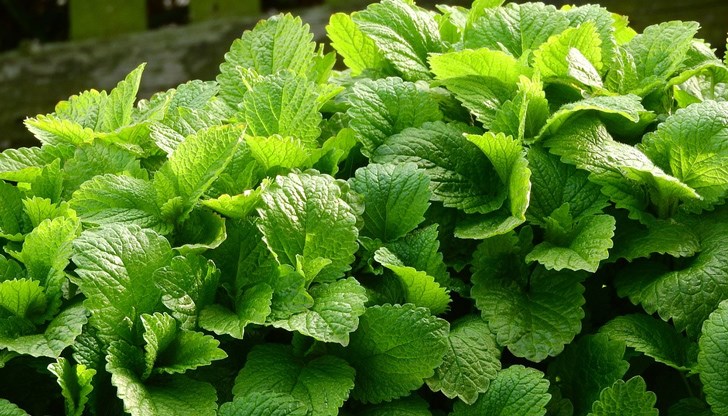 Маточината е добре позната на всички билка с приятен аромат, наподобяващ лимон Маточината е добре позната на всички билка с приятен аромат, наподобяващ лимон