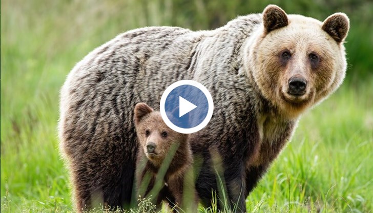 Дивото животно било с малкото си в непосредствена близост до къщите