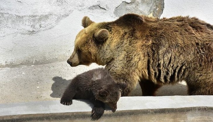 Малкото познава околната среда добре, игриво е, майката е изключително грижовна