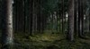 Нови правила за изкупуване на частните гори