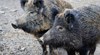 Диви прасета предизвикаха катастрофи в Босна и Херцеговина