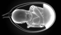 Учени създадоха синтетични човешки ембриони