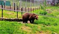 Монти от Русе обитава парка за мечки край Белица