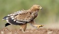 Откриха мъртъв царски орел в Сливенско