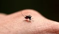 Облъчени комари намаляват популацията на кръвопийците в Кипър
