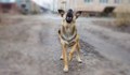 Глутница бездомни кучета нападат жителите на русенско село