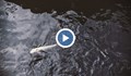 Мъртва риба изплува в язовир край Ихтиман