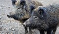 Диви прасета предизвикаха катастрофи в Босна и Херцеговина