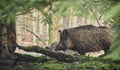 Бум на популацията на диви прасета край Солун