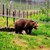 Монти от Русе обитава парка за мечки край Белица