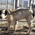 Близки на разкъсана от кучета санитарка искат 450 000 лева обезщетение