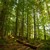 Лесовъдите от ДЛС "Дунав" - Русе са залесили 130 декара нови гори