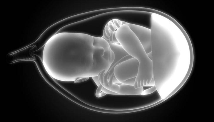 Тези структури не изискват яйцеклетки или сперматозоиди, нямат сърца или зачатъци на мозък, но съдържат клетки Тези структури не изискват яйцеклетки или сперматозоиди, нямат сърца или зачатъци на мозък, но съдържат клетки