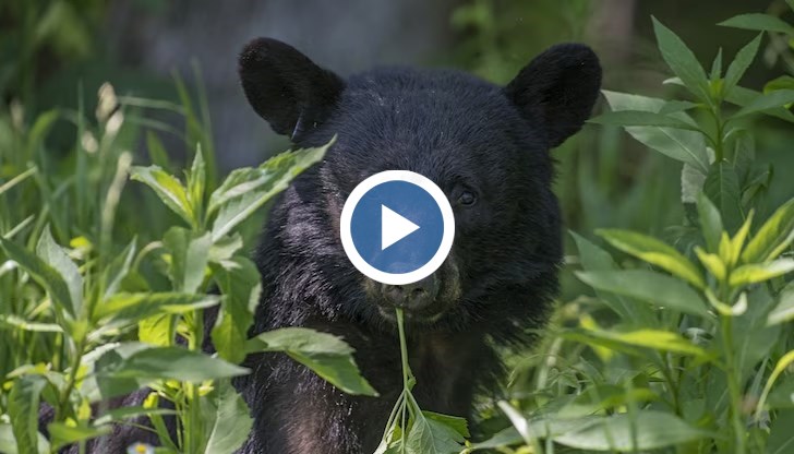 Историята е от Вашингтон