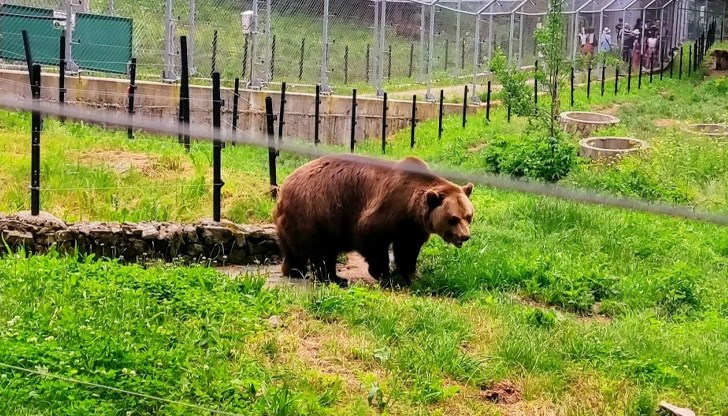 Станди и Бойка от Лесопарк "Липник" също обитават мечото селище Станди и Бойка от Лесопарк "Липник" също обитават мечото селище