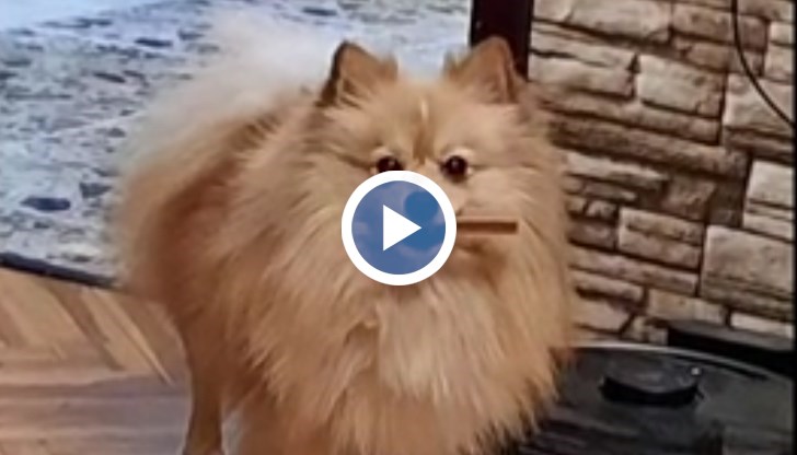 Немските овчарки са охранявали зона до градския стадион в Сливен