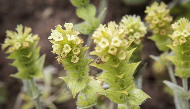 Мурсалският чай е забранен за бране дори за лични нужди Мурсалският чай е забранен за бране дори за лични нужди